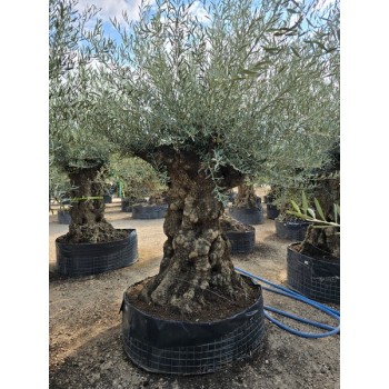 Olea bonsai 150/175 CTM